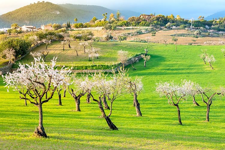 Real estate spring in Mallorca