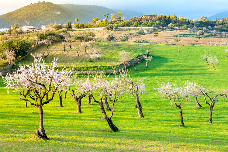 Primavera inmobiliaria en Mallorca